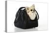 Chihuahua Dog in Carry Bag-null-Stretched Canvas