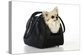 Chihuahua Dog in Carry Bag-null-Stretched Canvas