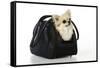 Chihuahua Dog in Carry Bag-null-Framed Stretched Canvas