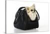 Chihuahua Dog in Carry Bag-null-Stretched Canvas