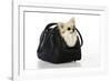 Chihuahua Dog in Carry Bag-null-Framed Photographic Print