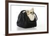 Chihuahua Dog in Carry Bag-null-Framed Photographic Print