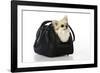 Chihuahua Dog in Carry Bag-null-Framed Photographic Print