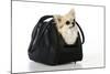 Chihuahua Dog in Carry Bag-null-Mounted Photographic Print