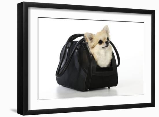 Chihuahua Dog in Carry Bag-null-Framed Photographic Print