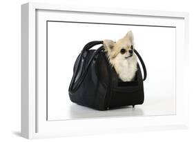 Chihuahua Dog in Carry Bag-null-Framed Photographic Print