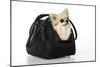 Chihuahua Dog in Carry Bag-null-Mounted Photographic Print