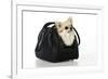 Chihuahua Dog in Carry Bag-null-Framed Photographic Print