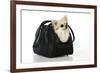 Chihuahua Dog in Carry Bag-null-Framed Photographic Print