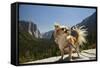 Chihuahua Dog in Yosemite National Park-Richard T Nowitz-Framed Stretched Canvas