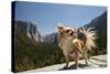 Chihuahua Dog in Yosemite National Park-Richard T Nowitz-Stretched Canvas