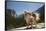 Chihuahua Dog in Yosemite National Park-Richard T Nowitz-Framed Stretched Canvas
