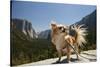Chihuahua Dog in Yosemite National Park-Richard T Nowitz-Stretched Canvas
