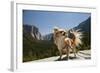 Chihuahua Dog in Yosemite National Park-Richard T Nowitz-Framed Photographic Print