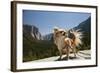 Chihuahua Dog in Yosemite National Park-Richard T Nowitz-Framed Photographic Print