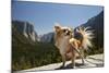 Chihuahua Dog in Yosemite National Park-Richard T Nowitz-Mounted Photographic Print