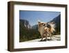 Chihuahua Dog in Yosemite National Park-Richard T Nowitz-Framed Photographic Print