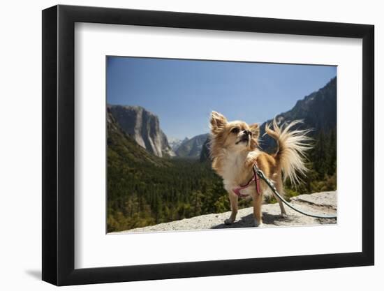 Chihuahua Dog in Yosemite National Park-Richard T Nowitz-Framed Photographic Print