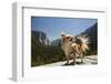 Chihuahua Dog in Yosemite National Park-Richard T Nowitz-Framed Photographic Print