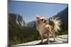 Chihuahua Dog in Yosemite National Park-Richard T Nowitz-Mounted Photographic Print