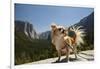 Chihuahua Dog in Yosemite National Park-Richard T Nowitz-Framed Photographic Print