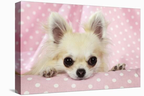 Chihuahua Dog-null-Stretched Canvas