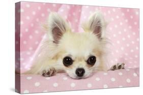 Chihuahua Dog-null-Stretched Canvas