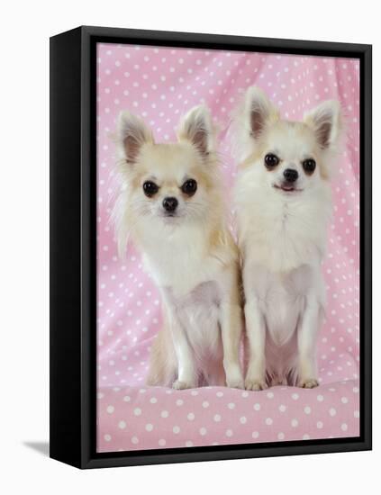 Chihuahua Dog-null-Framed Stretched Canvas