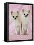Chihuahua Dog-null-Framed Stretched Canvas