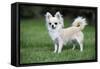 Chihuahua Dog-null-Framed Stretched Canvas