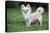 Chihuahua Dog-null-Stretched Canvas