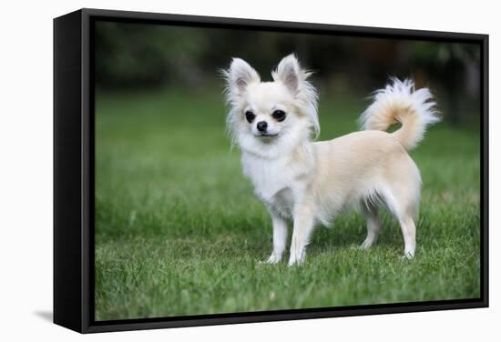 Chihuahua Dog-null-Framed Stretched Canvas