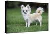 Chihuahua Dog-null-Stretched Canvas