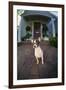 Chihuahua Dog-DLILLC-Framed Premium Photographic Print