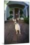 Chihuahua Dog-DLILLC-Mounted Premium Photographic Print