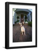 Chihuahua Dog-DLILLC-Framed Photographic Print