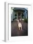 Chihuahua Dog-DLILLC-Framed Photographic Print