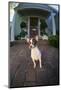 Chihuahua Dog-DLILLC-Mounted Photographic Print