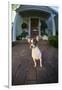 Chihuahua Dog-DLILLC-Framed Photographic Print