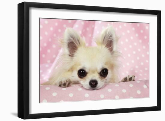 Chihuahua Dog-null-Framed Photographic Print