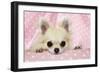 Chihuahua Dog-null-Framed Photographic Print