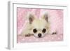 Chihuahua Dog-null-Framed Photographic Print