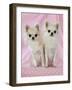 Chihuahua Dog-null-Framed Photographic Print