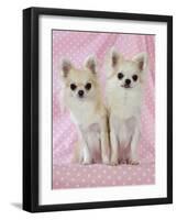 Chihuahua Dog-null-Framed Photographic Print