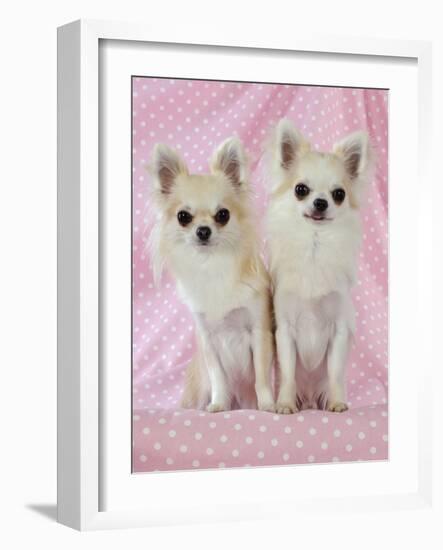 Chihuahua Dog-null-Framed Photographic Print