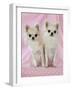 Chihuahua Dog-null-Framed Photographic Print