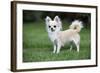 Chihuahua Dog-null-Framed Photographic Print