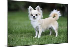 Chihuahua Dog-null-Mounted Photographic Print