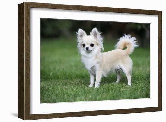 Chihuahua Dog-null-Framed Photographic Print