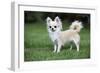 Chihuahua Dog-null-Framed Photographic Print